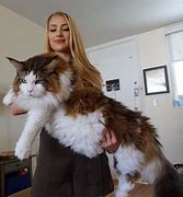 Image result for The Biggest House Cat