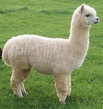 Image result for alpacq