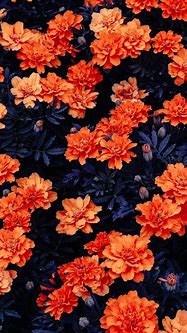 Image result for Orange Flower iPhone 6 Plus Wallpaper