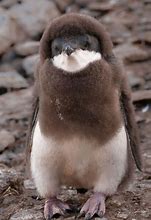 Image result for Cute Small Penguin