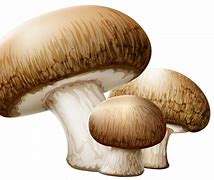 Image result for Edible Mushroom Clip Art