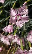 Image result for Dianthus anatolicus