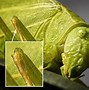 Image result for Katydid Mouth