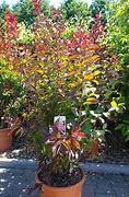 Image result for Lagerstroemia indica Rhapsody in Pink