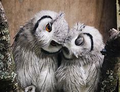 Image result for Owl Hug