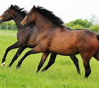 Image result for Horse Running From the Side