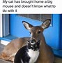 Image result for Funny Cat Memes About Work