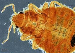 Image result for How Long Can Bed Bugs Live without Food