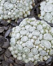Sempervivum Arctic White 的图像结果