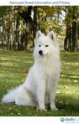 Image result for Samoyed Wolf Mix