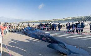 Image result for Largest Blue Whale Exploding