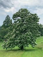 Image result for catalpa