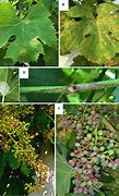 Image result for Treating Grape Diseases