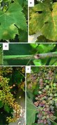 Image result for Treating Grape Diseases