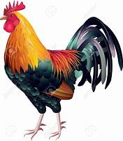 Image result for Le Coq Dessin