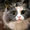 Image result for Confused Cat Funny