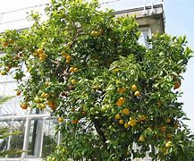 Image result for Sweet Orange Tree