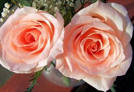 Image result for Peach and Pink Flowers