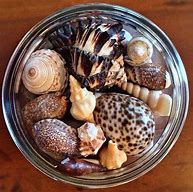 Image result for Les Coquillages