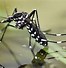 Image result for Sharp Bower Mosquito