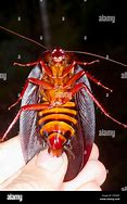 Image result for World's Biggest Cockroach