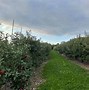 Image result for Apple York PA