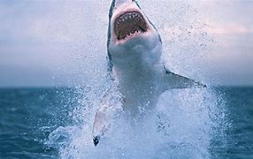 Image result for Shark Making Wave