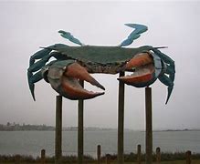 Image result for World's Largest Blue Crab