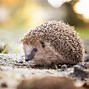 Image result for Life Cycle of a Hedgehog Easy to Draw