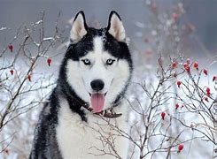 Image result for Alaskan Husky Dog Breed