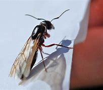 Image result for Small Winged Ants