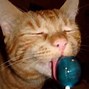 Image result for Pop Cat Closed Mouth