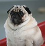 Image result for Fattest Pug in the World