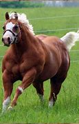 Image result for Most Muscular Horse Breed
