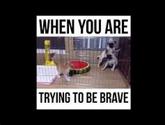 Image result for Brave Dog Meme