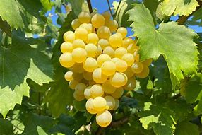 Image result for Grape Varieties