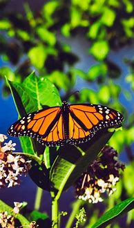 Image result for Butterfly Wallpaper for iPhone