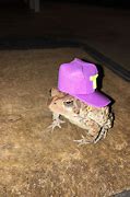 Image result for Cute Frog Funny Meme