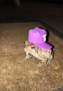 Image result for Happy Birthday Frog Meme