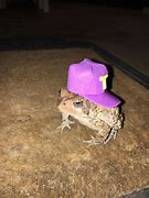 Image result for Toad Jokes