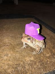 Image result for Toad Hat Meme