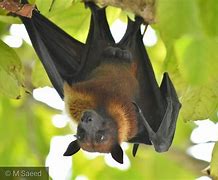Image result for Cute Flying Fox Fruit Bat