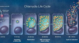Image result for Chlamydia Trachomatis Morphology