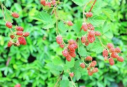 Image result for Red Leaf BlackBerry