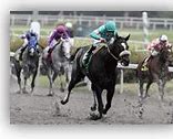 Image result for Racing Horse Breeds
