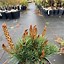 Image result for Pinus parviflora Bunty