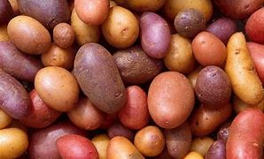 Image result for What Types of Potatoes Are Largest