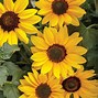 Image result for Little Yellow Flowers
