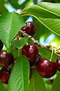 Image result for Canadian Black Cherry Tree