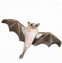 Image result for Realistic Bat in Oil Pastel